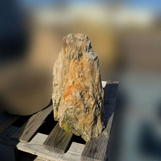 Bloc de bois pétrifié fossilisé 007 - Pièce unique