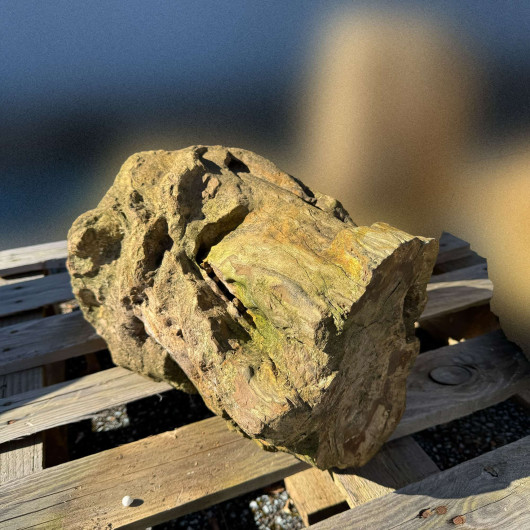 Bloc de bois pétrifié fossilisé 008 - Pièce unique