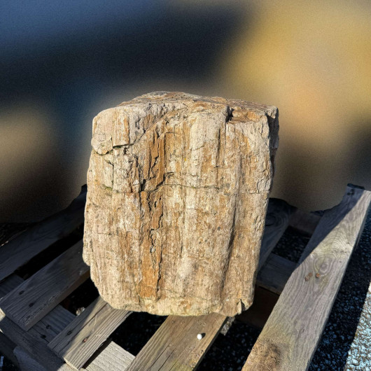Bloc de bois pétrifié fossilisé 009 - Pièce unique