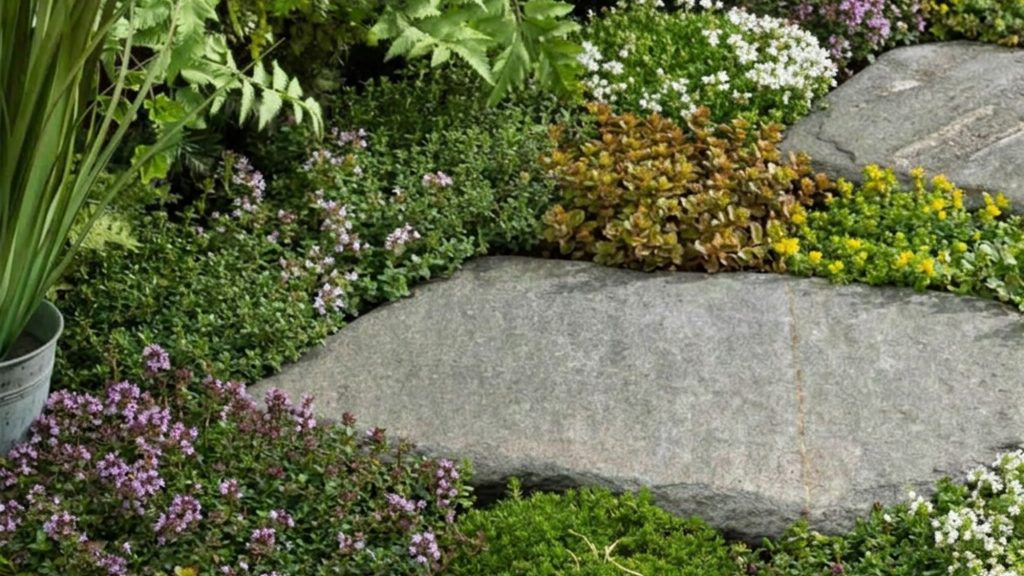 Pas japonais en pierre avec plantes tapissantes autour